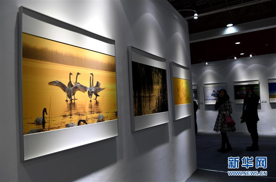 三門峽白天鵝·野生動物國際攝影大展開幕