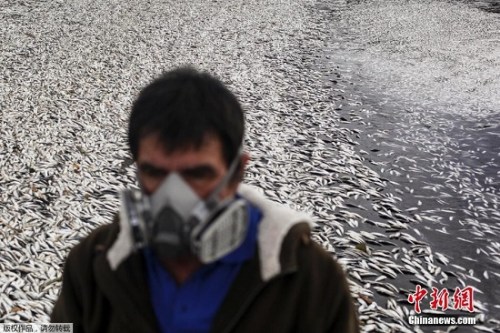智利赤潮爆发致大量海洋生物死亡 死鱼遍布海滩