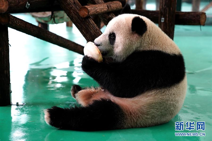 上海：動物園裏的“清涼夏日”