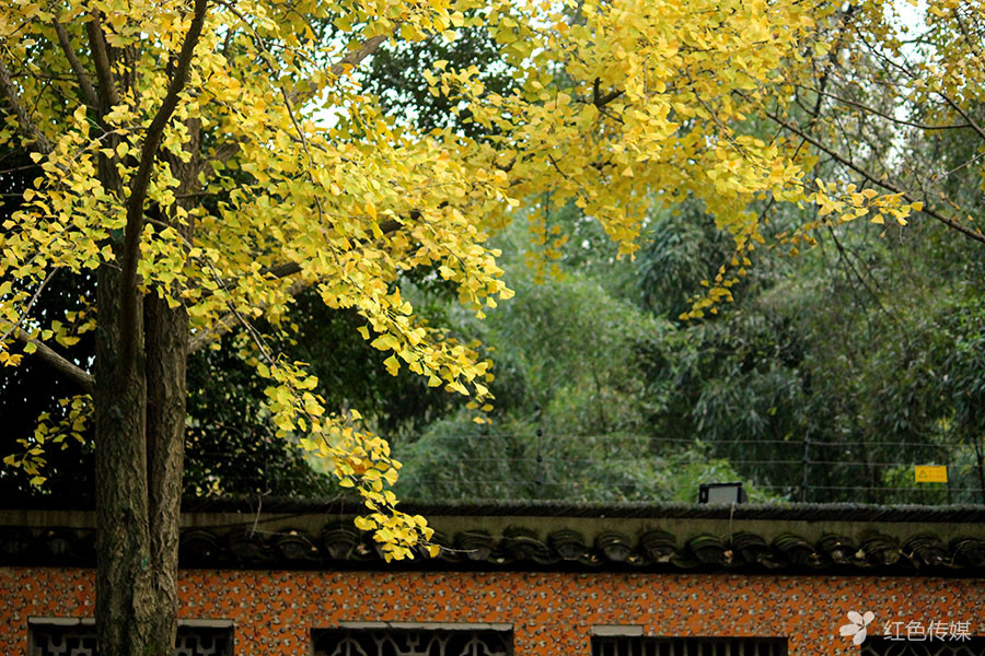南京的秋冬是最燦爛的季節
