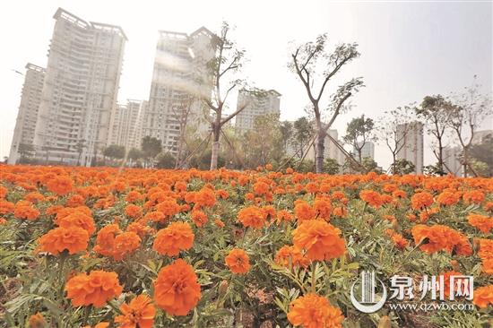 【地市 泉州】【滾動新聞】泉州市區又增一批臨街“口袋公園” 便民又美觀