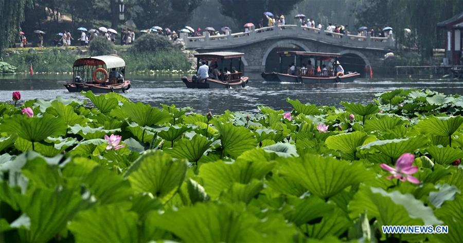 Scenery of lotus flowers at Yuanmingyuan Ruins Park in Beijing