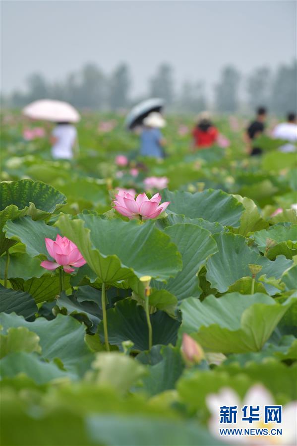 图片默认标题_fororder_1124780644_15637525963361n