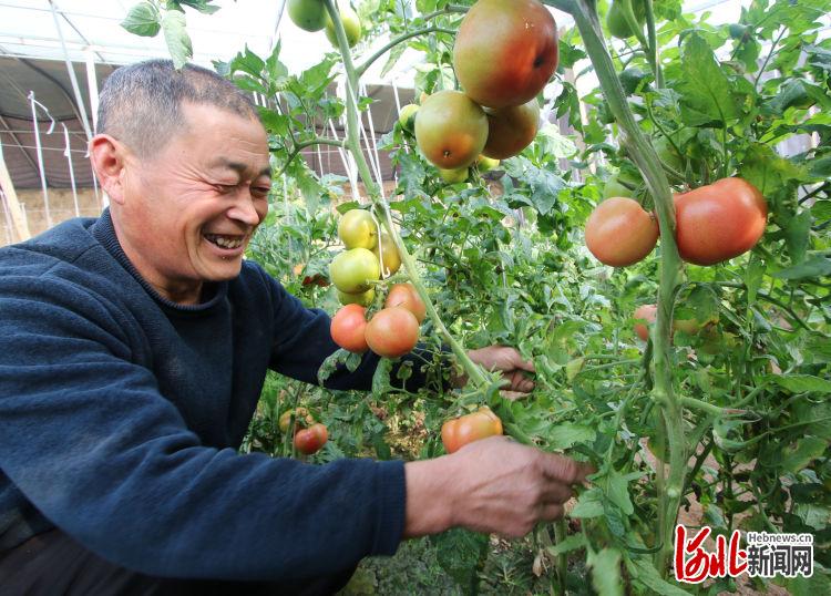 河北永年：設施蔬菜豐富群眾“菜籃子”