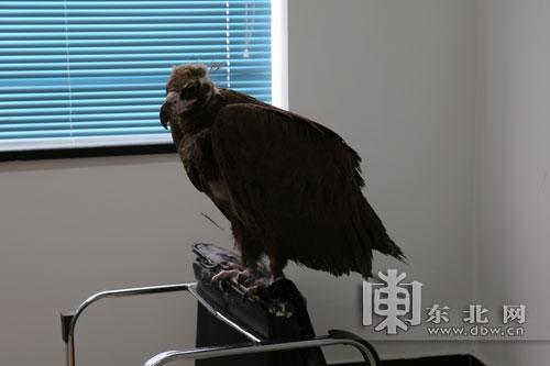 韩国野生秃鹫被大风吹“蒙” 流浪至黑龙江被发现