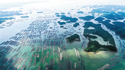 广西钦州建海洋牧场 打造生态“蓝色粮仓”