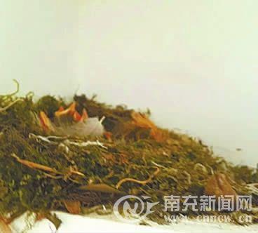 罕見！朋友圈直播瀕危紅尾水鴝“坐月子”(組圖)