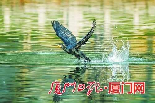 【焦點圖】【滾動新聞】廈門老友鸕鶿天空飛過展“人”字形雁陣