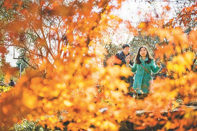 【渝情渝景】斑斕冬日