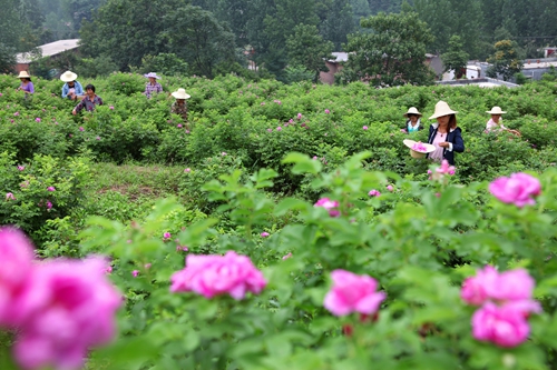 【河南供稿】平顶山市鲁山县获“中国天然氧吧”创建地区称号
