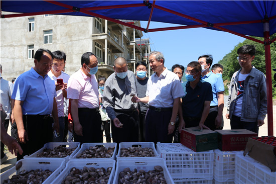 【B】洛阳市嵩县：香菇产业带动农民增收、农业增效