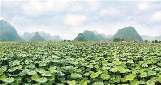 【焦点图】(页面标题)柳州:引领区域特色产业发展(内容页标题) 优化政策 强化督导 引领区域特色产业发展 ——柳州市现代特色农业示范区创建工作掠影 【焦点图】(页面标题)柳州:引领区域特色产业发展(内容页标题) 优化政策 强化督导 引领区域特色产业发展 ——柳州市现代特色农业示范区创建工作掠影