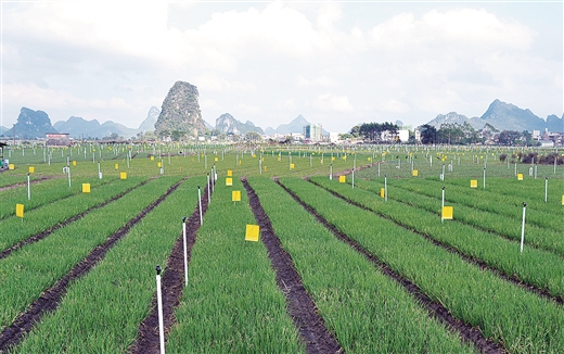 【焦点图】(页面标题)柳州:引领区域特色产业发展(内容页标题) 优化政策 强化督导 引领区域特色产业发展 ——柳州市现代特色农业示范区创建工作掠影 【焦点图】(页面标题)柳州:引领区域特色产业发展(内容页标题) 优化政策 强化督导 引领区域特色产业发展 ——柳州市现代特色农业示范区创建工作掠影