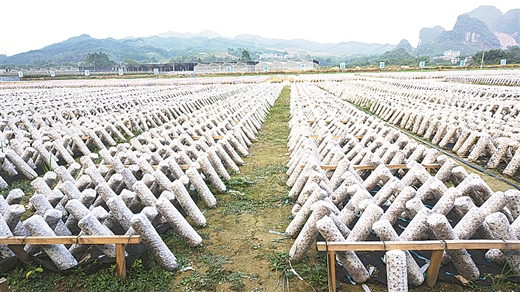 【焦点图】(页面标题)柳州:引领区域特色产业发展(内容页标题) 优化政策 强化督导 引领区域特色产业发展 ——柳州市现代特色农业示范区创建工作掠影 【焦点图】(页面标题)柳州:引领区域特色产业发展(内容页标题) 优化政策 强化督导 引领区域特色产业发展 ——柳州市现代特色农业示范区创建工作掠影