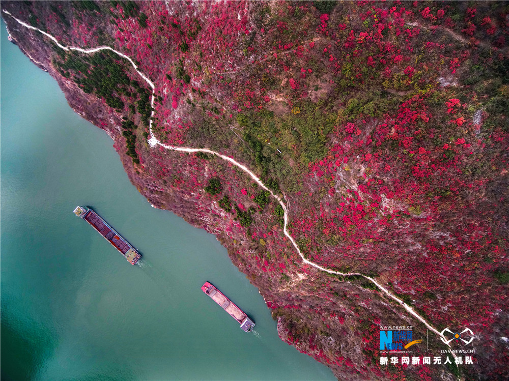 航拍長江三峽漫山紅葉美景