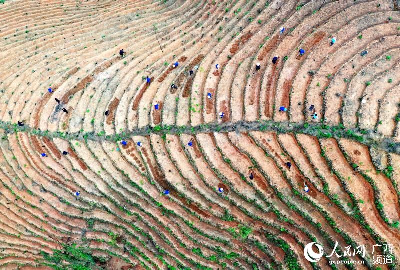廣西三江:萬畝茶園管護忙