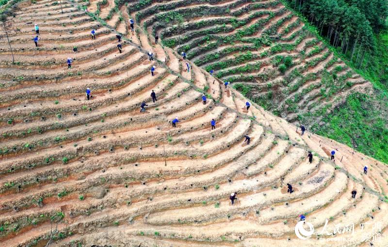 廣西三江:萬畝茶園管護忙