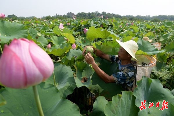 天热采莲忙 | 图集