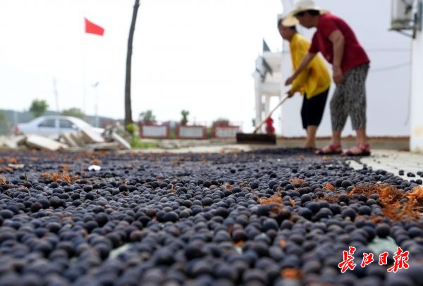 天热采莲忙 | 图集