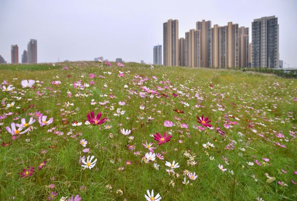 飛花點翠簇擁“精緻漢陽” “高顏值”凸顯生態宜居