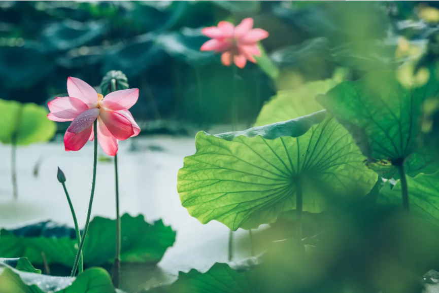 夏至已至，这些古典诗词送你清凉一夏