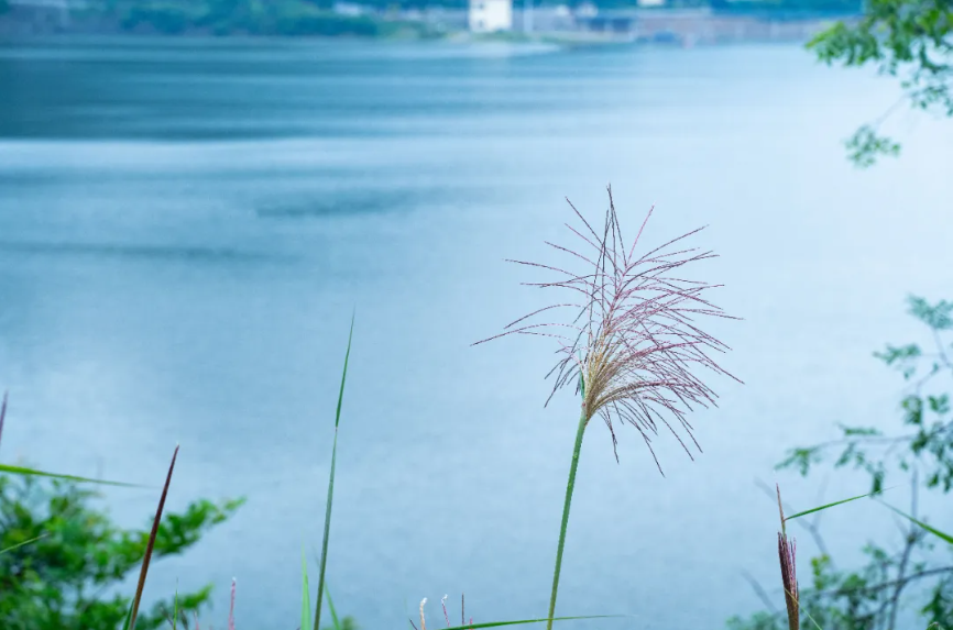 夏至已至，这些古典诗词送你清凉一夏