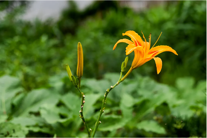 夏至已至，这些古典诗词送你清凉一夏