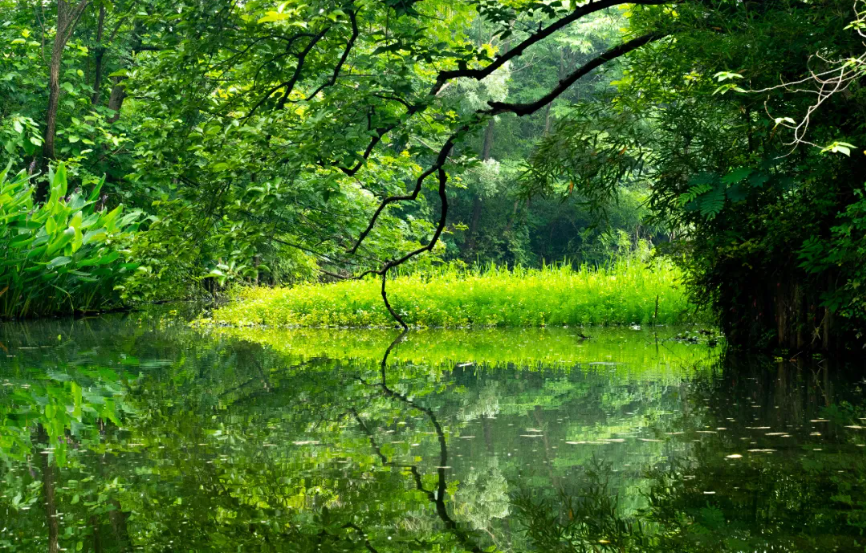 夏至已至，这些古典诗词送你清凉一夏