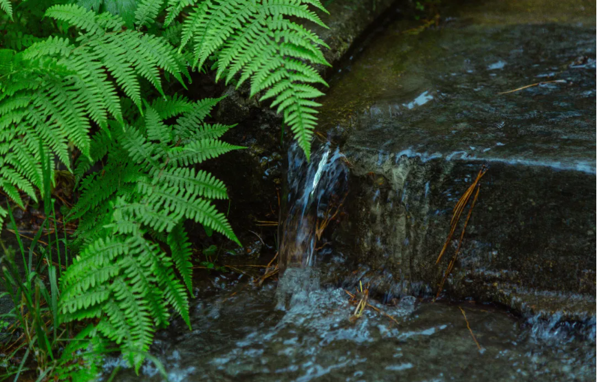 夏至已至，这些古典诗词送你清凉一夏