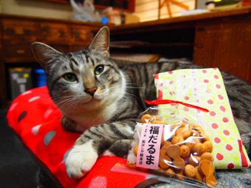 日本猫咪店长人气旺 卖萌揽客还能带来好运(图)
