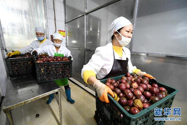 【焦点图】柳州：百香果变“百宝果” 撬动生态大产业