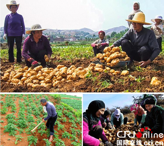 貴州省畢節市威寧： “小土豆”變為農民增收致富的“大産業”