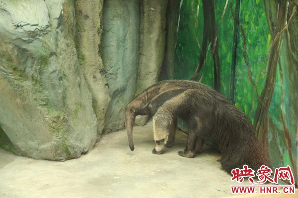 【别签 文旅中原列表】“南美怪兽”通过检疫啦！大食蚁兽落户郑州市动物园