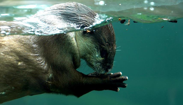 图片默认标题_fororder_动物园3