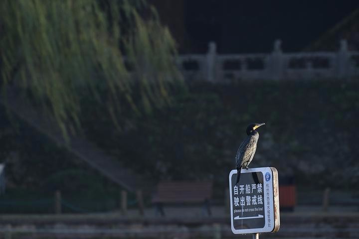 “远方客人”到齐 西湖候鸟季来了