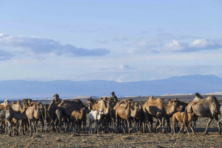 新疆：戈壁滩上发“驼财”
