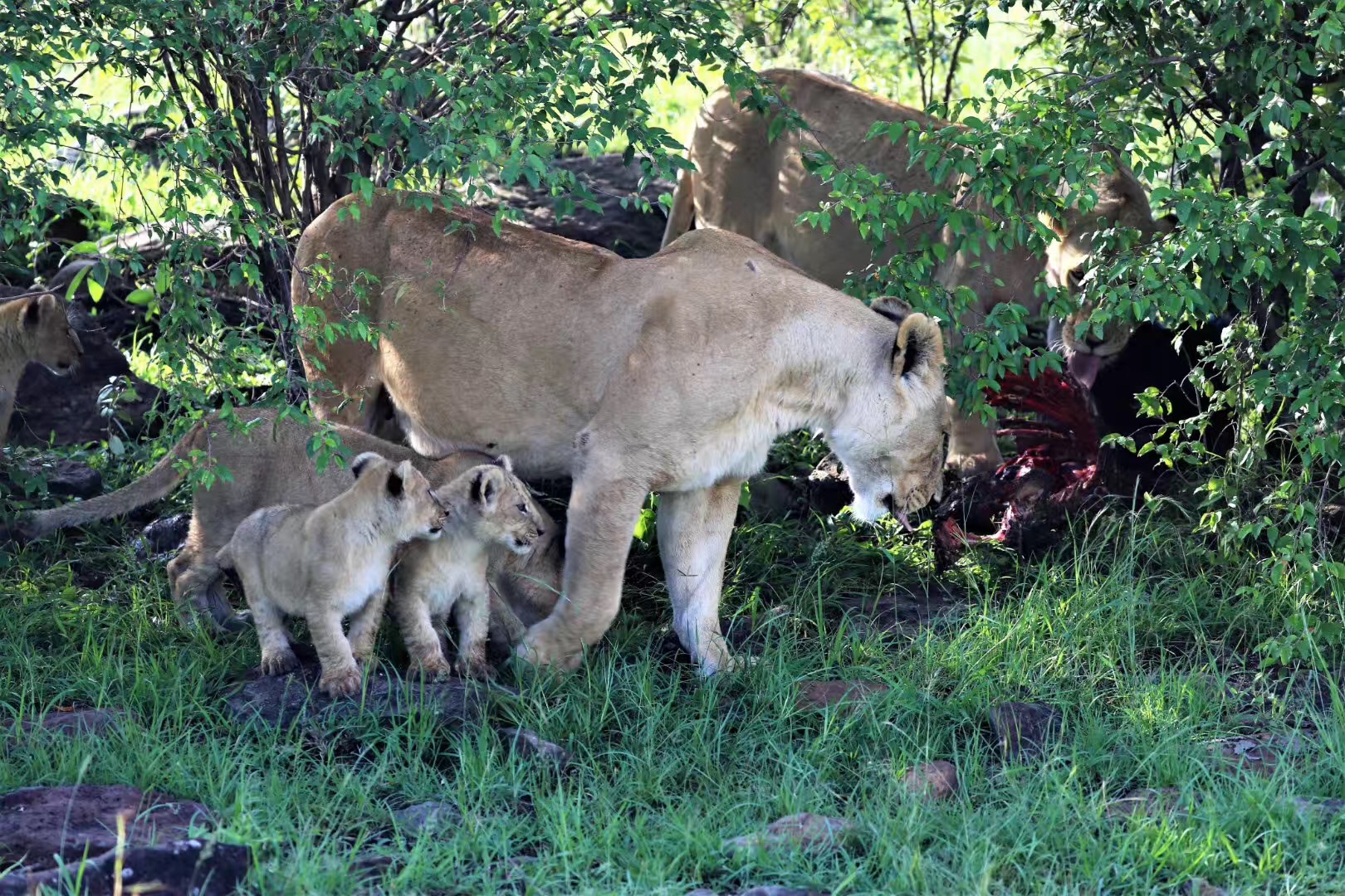 一年一度的非洲動物大遷徙又開啟啦~~_fororder_微信圖片_20190724112700