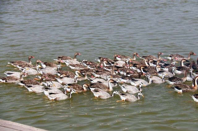 Wetland မွ က်ေနာ္ရခဲ့တဲ့ အသိအျမင္တစ္ခု