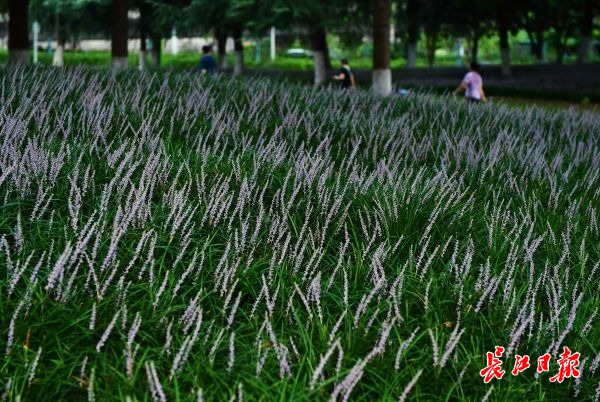 盛夏的花海武汉 | 图集