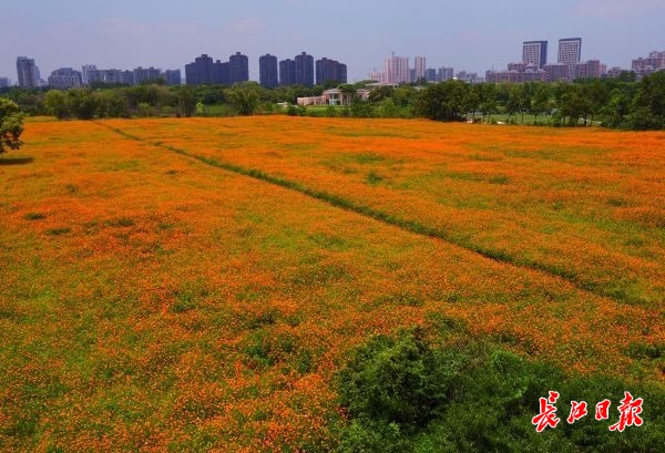 盛夏的花海武汉 | 图集