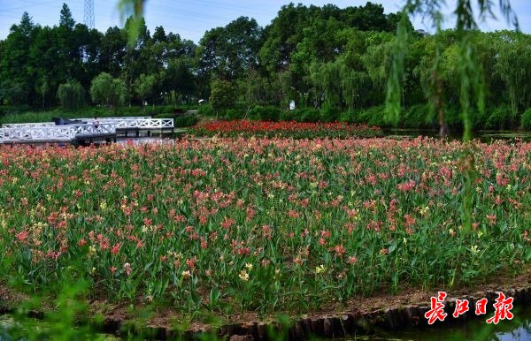 盛夏的花海武汉 | 图集