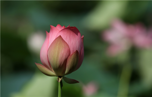 广西贵港：“三伏”天里荷花艳