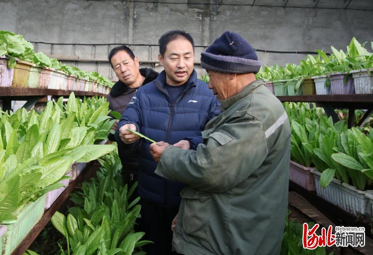 河北永年：設施蔬菜豐富群眾“菜籃子”