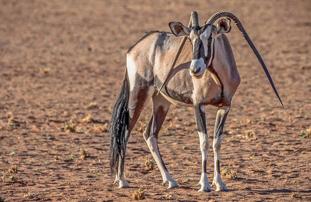 纳米比亚一羚羊双角向下倒长