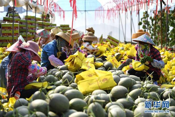 【食品农业图文列表】【即时快讯】海南乐东蜜瓜的“清甜”哪里来？