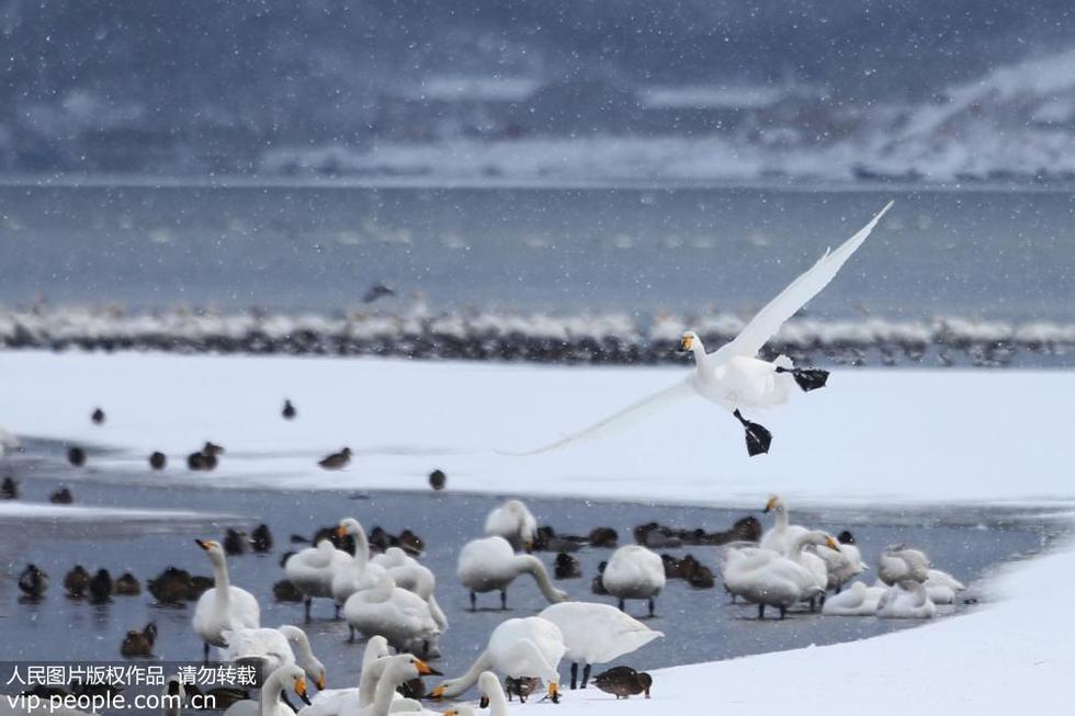 山東榮成：雪中天鵝惹人醉