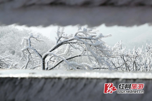 美翻了！张家界天门山雾凇宛若琼玉