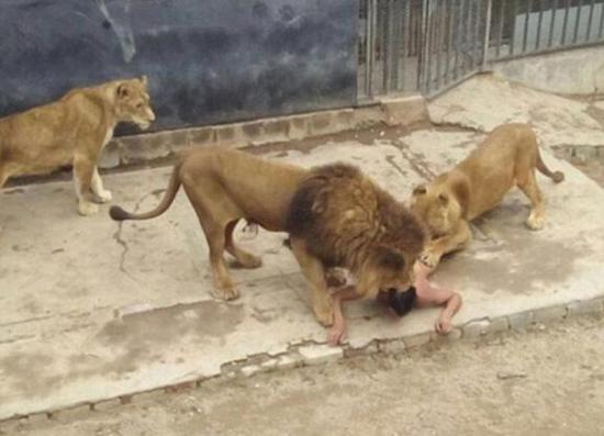 男子闯入狮笼欲自杀 饲养员为救人连杀两兽