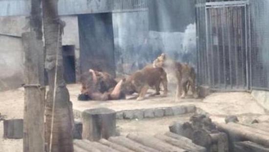 男子闯入狮笼欲自杀 饲养员为救人连杀两兽