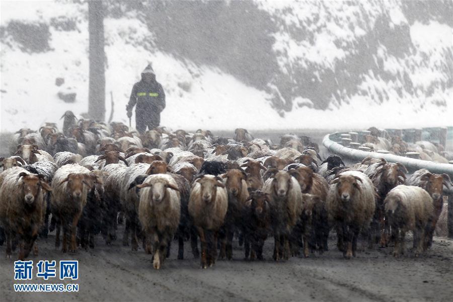 新疆突然降溫降雪 天山披銀裝
